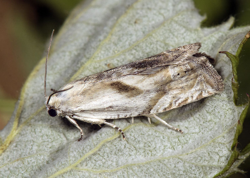 Tortricidae: Eucosma metzneriana